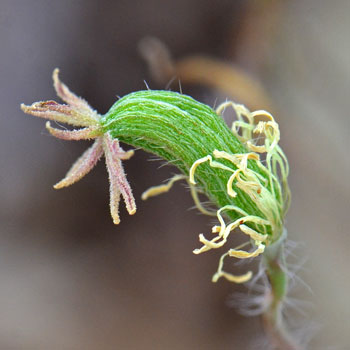 Platystemon californicus, Creamcups Platystemon californicus, Creamcups
